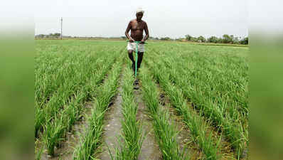 जलवायु परिवर्तन के चलते पंजाब-हरियाणा में कम हो जाएगा चावल उत्पादन