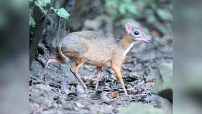 ಬರ್ಕಾ ಬೇಟೆ: ಮೂವರ ಬಂಧನ