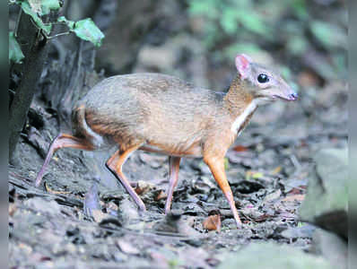 ಬರ್ಕಾ ಬೇಟೆ: ಮೂವರ ಬಂಧನ