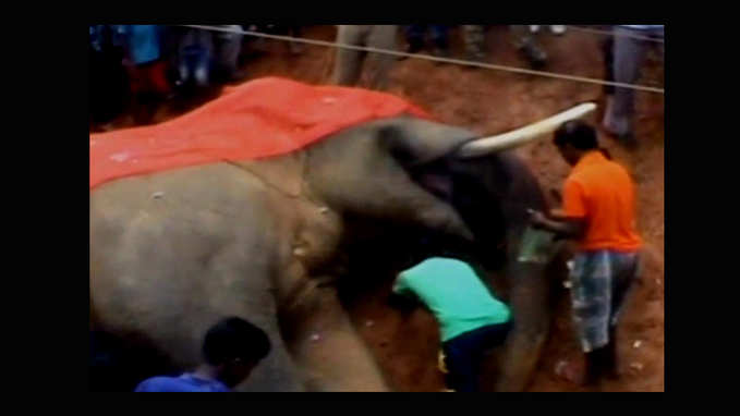 Elephant electrocuted to death in Jharkhand 