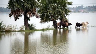 Heavy rains trigger flash floods in Bihar 