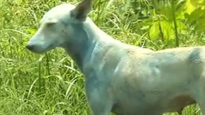 Blue dogs spotted walking Mumbai streets 