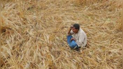 ৭ দিনে মারাঠাওয়াড়ায় আত্মঘাতী ৩৪ কৃষক, আট মাসে মৃত ৫৮০