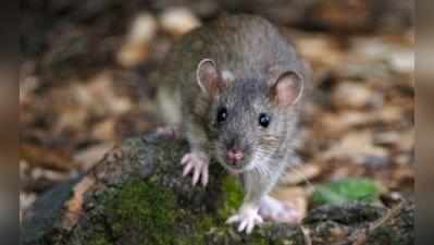 चूहों की इंजिनियरिंग
