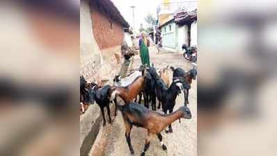 ಕುರಿ ಸಾಕಿ ಜೀವನ ಗೆದ್ದ ನಿಂಗಮ್ಮ