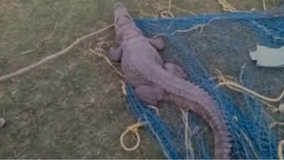 Haridwar: Forest officials rescue crocodile after it enters into village 