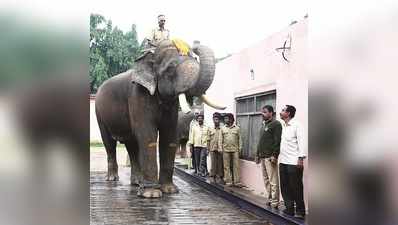 ದಸರಾ ಗಜಪಡೆ: ಅರ್ಜುನನೇ ಬಲಭೀಮ