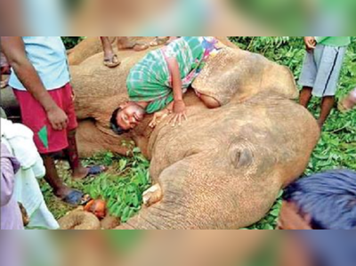 শ্বাসনালিতে তাল, দম আটকে হাতি মরল গড়বেতায়