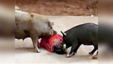 सूअरों के हमले से नेल्लोर में जनता त्रस्त