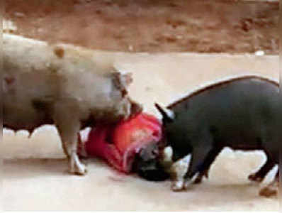 सूअरों के हमले से नेल्लोर में जनता त्रस्त