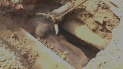 Kanpur: Bull falls into pothole, rescue operation underway 