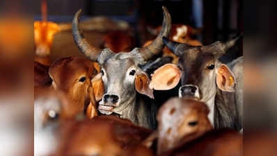 गुजरात: गोधरा में गायों को बचाने आए पुलिस दल पर हमला