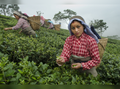 এখন উত্পাদন অসম্ভব, ঘোর সঙ্কটে দার্জিলিং চা