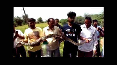 7-ft-long python spotted in Vadodara village, later rescued 
