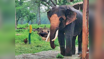 মাহুতের সোহাগে বখাটে দিগম্বরের মন বদল