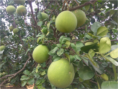 ದೇವನಹಳ್ಳಿ ಹೆಸರು ಬೆಳಗಿದ ರುಚಿಕರ ಚಕ್ಕೋತಾ