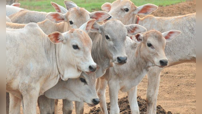 15 ಗೋವುಗಳ ಮೇಲೆ ಭೀಕರ ಆ್ಯಸಿಡ್ ದಾಳಿ