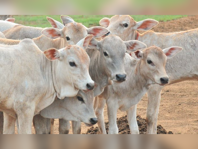 15 ಗೋವುಗಳ ಮೇಲೆ ಭೀಕರ ಆ್ಯಸಿಡ್ ದಾಳಿ