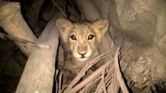 Four-month-old lion cub rescued from house in Gujarats Amreli village 