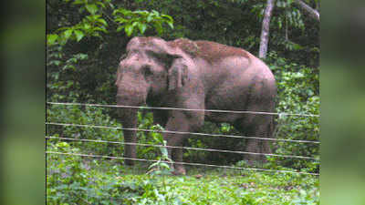बंगाल में महानंदा अभयारण्य के पास हुई एक हाथी की मौत