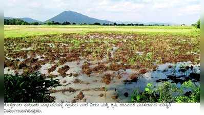 ನಾಲೆ ನೀರು ಜಮೀನಿಗೆ ನುಗ್ಗಿ ಅವಾಂತರ