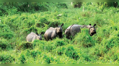 ফের যৌন নির্যাতনে গন্ডারের মৃত্যু