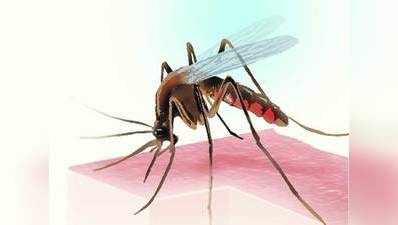डेंगू का आतंक कम, लेकिन एक हफ्ते में 288 मरीज
