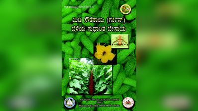 ಮಿಡಿ ಸೌತೆಕಾಯಿ (ಗರ್ಕಿನ್‌) ಬೆಳೆಯ ಸುಧಾರಿತ ಬೇಸಾಯ