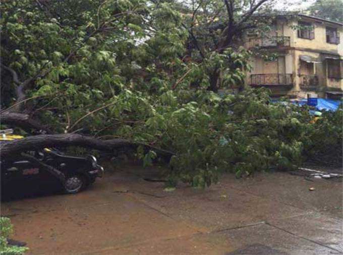 मुंबईः दादर पश्चिमकडील सेनापती बापट रोडवर वडाचे झाड कोसळले. टेम्पोचे मोठे नुकसान.