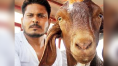 80 हजार रुपये में बिका बकरा मंडी का सुलतान