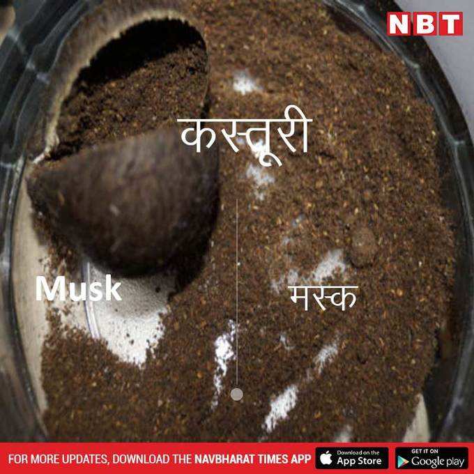 कस्तूरी