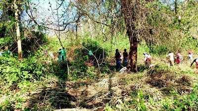 ಲಂಟನಾ ತೆರವಿಗೆ ತಡೆ