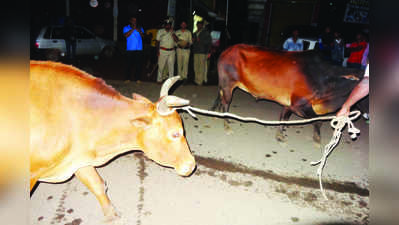 ಕೋರ್ಟ್‌ ಆದೇಶ ಹಿನ್ನೆಲೆ ರೈತರಿಗೆ ಹಸು ವಾಪಸ್‌