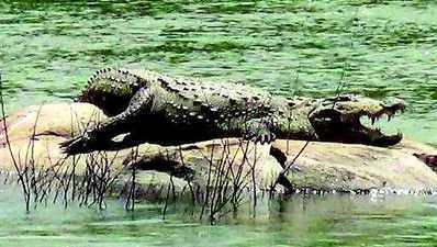 ಕುಶಾಲನಗರ ಬಳಿ ಮೊಸಳೆ ಪ್ರತ್ಯಕ್ಷ