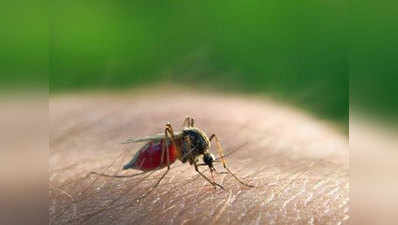डेंगू से अलग होता है चिकनगुनिया का वायरस, ऐसे करें बचाव