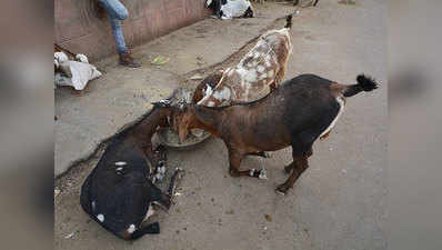 लखनऊः हुसैनाबाद ट्रस्ट के पैसों से बकरा खरीद गिफ्ट करने पर रोक