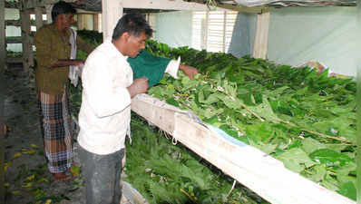 ರೇಷ್ಮೆ ಕೃಷಿಯತ್ತ ಹೆಚ್ಚಿದ ಒಲವು