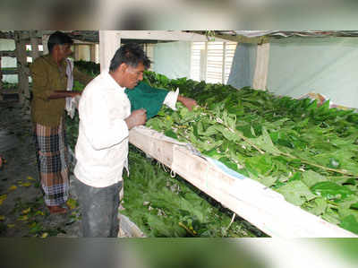 ರೇಷ್ಮೆ ಕೃಷಿಯತ್ತ ಹೆಚ್ಚಿದ ಒಲವು