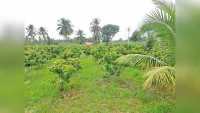 ಮದ್ದೂರು ತಾಲೂಕಲ್ಲಿ ಗೇರು ಕೃಷಿಗೆ ನಾಂದಿ