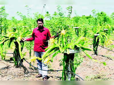 ಗಡಿನಾಡಲ್ಲಿ ಮೂಡಿದ ಡ್ರ್ಯಾಗನ್‌ಫ್ರುಟ್‌