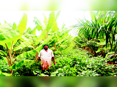 ಬಾಳು ಬೆಳಗಿದ ಬಹು ಬೆಳೆ