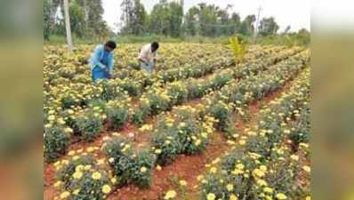 ಬಂಜರು ಭೂಮಿಯಲ್ಲಿ ಹೂ ಅರಳಿಸಿದ ರೈತ