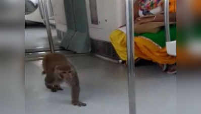 मेट्रो में सफर करते हुए बंदर का विडियो वायरल