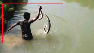 Watch: Python captured from pond in Mayurbhanj 