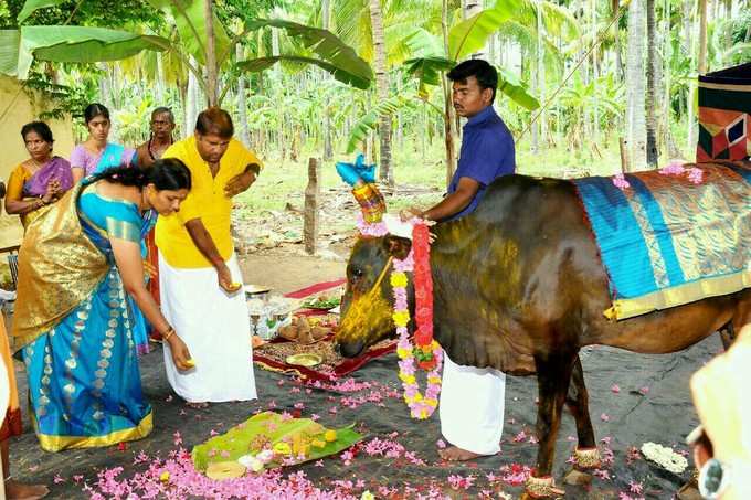 மாட்டிற்கு வளைகாப்பு நடத்திய கோயம்புத்தூர் விவசாயி!