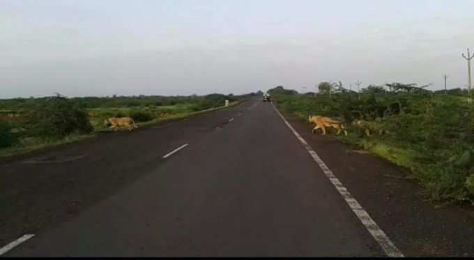 ಹೆದ್ದಾರಿಯಲ್ಲಿ ಸಿಂಹಗಳ ಗಂಭೀರ ನಡಿಗೆ