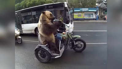 देखें, जब बाइक पर बैठ सड़क पर निकला भालू