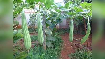 ಹೀರೇಕಾಯಿ ಗಿಡ ಬೆಳೆಯಿರಿ