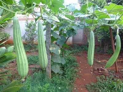 ಹೀರೇಕಾಯಿ ಗಿಡ ಬೆಳೆಯಿರಿ