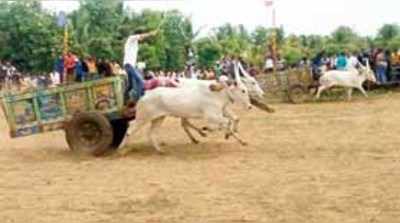 ಪಾಲಹಳ್ಳಿಯಲ್ಲಿ ಎತ್ತಿನಗಾಡಿ ಓಟದ ಸ್ಪರ್ಧೆ